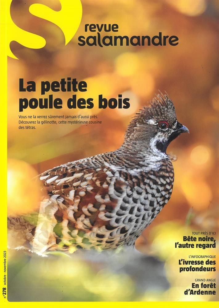 La Salamandre